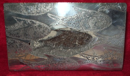 Fossil fish